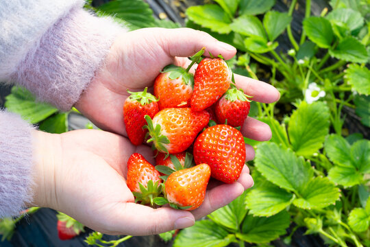 奶油草莓草莓采摘园