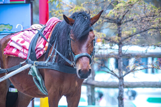 旅游马车