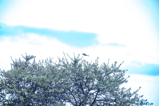 树梢上的麻雀