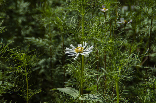 格桑花