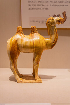 唐朝三彩骆驼B02