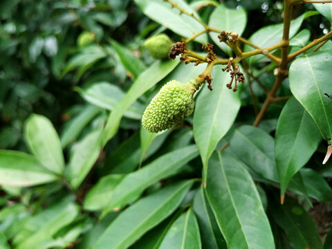 小荔枝