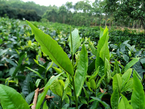 茶山绿茶