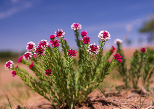 狼毒花