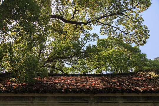 歙县水竹坑村