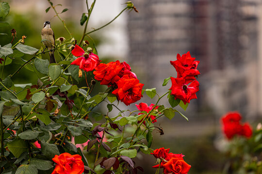 红色鲜花摄影