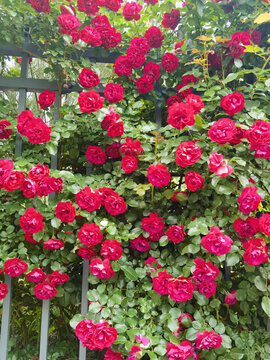 红色玫瑰花墙背景素材