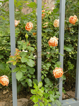 黄色玫瑰花园背景素材