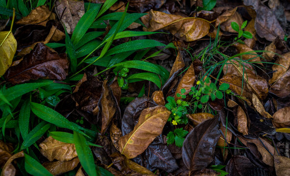 青草