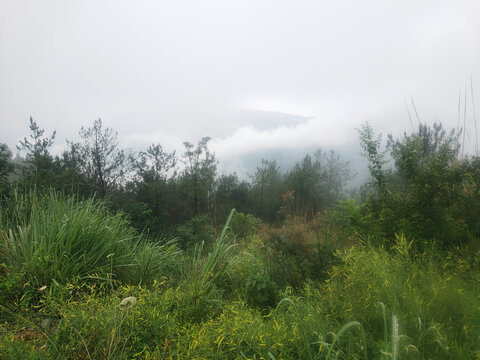 雨后出现大雾