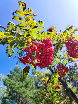 花楸树