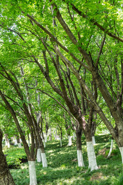 绿树山林