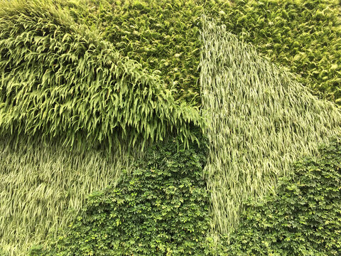 绿枝墙面