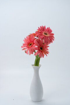 花瓶插花非洲菊