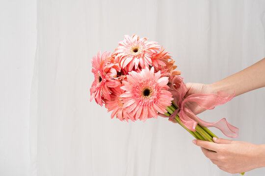 女神节鲜花非洲菊