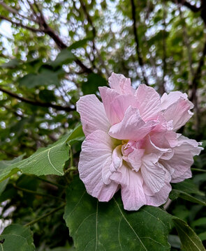 木芙蓉花朵