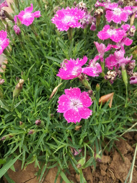 粉色的小野花