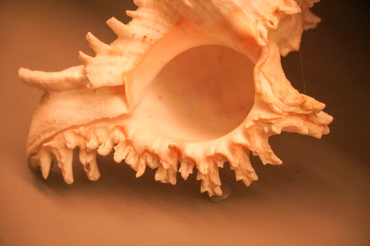 海螺鸟贝贝类贝壳