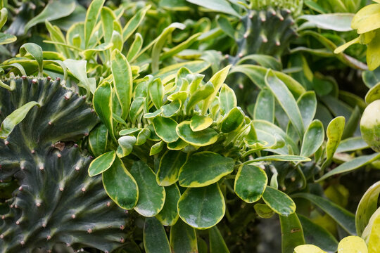 仙人掌麒麟角玉麒麟观赏植物