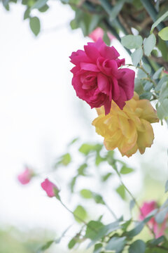 月季花