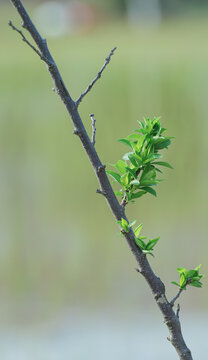 春天树枝上的树叶发芽特写镜头