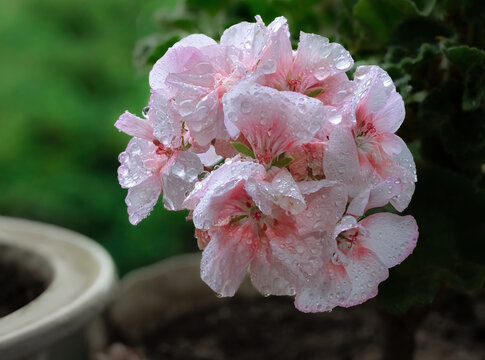 阴天的花朵