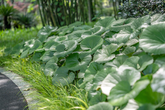 路边绿色植物大吴风草