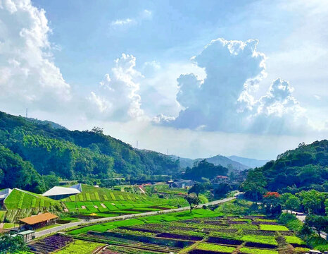 田野