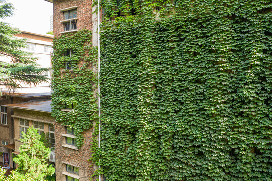 航拍老建筑覆盖爬墙虎藤蔓绿植