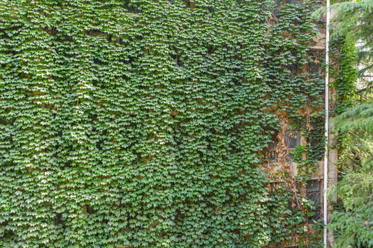 航拍老建筑覆盖爬墙虎藤蔓绿植