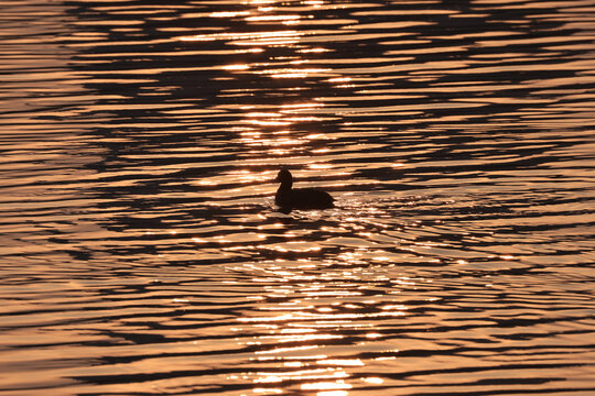 夕阳河畔