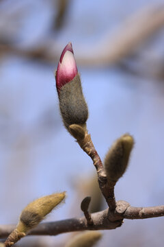 玉兰花