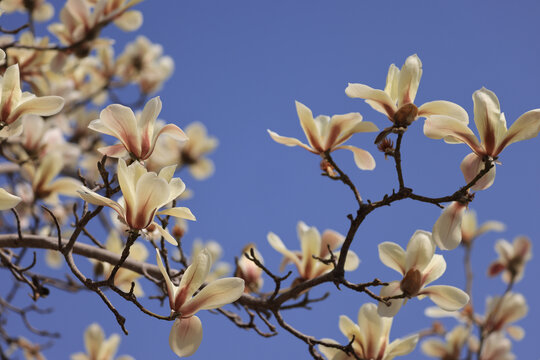 玉兰花树