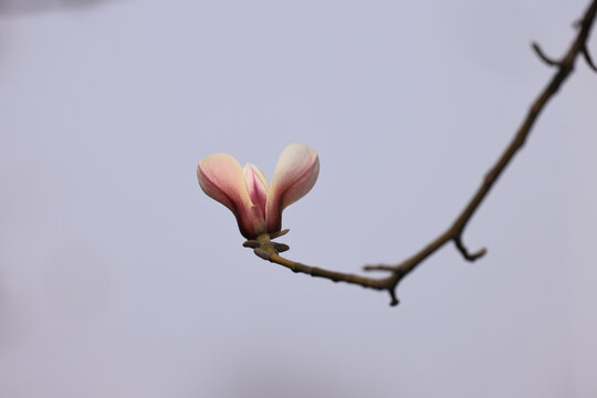 玉兰花