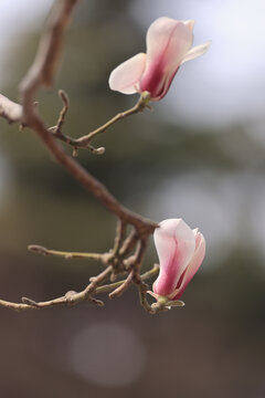 玉兰花