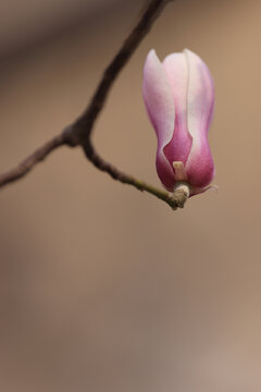 玉兰花