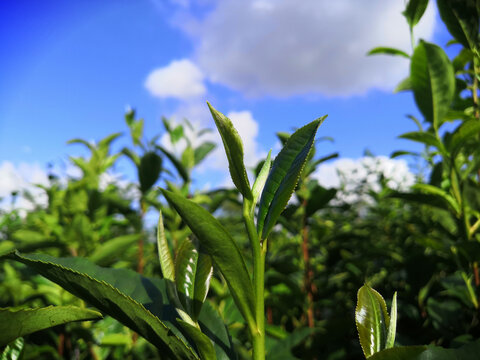 茶树芽叶