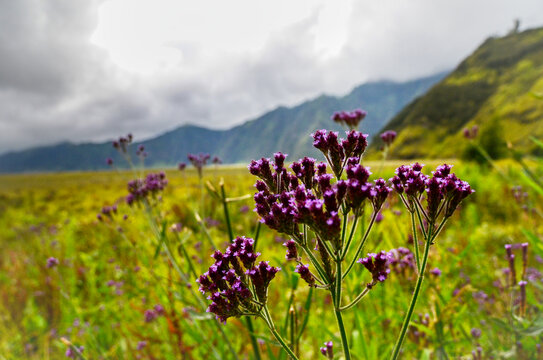 婆罗摩火山地区