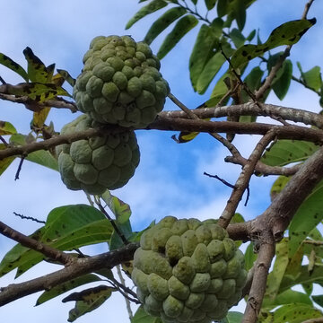 释迦果