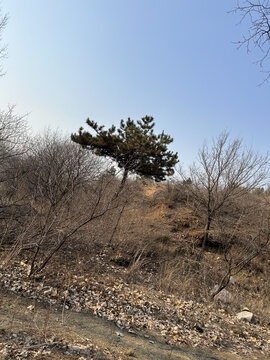 松树