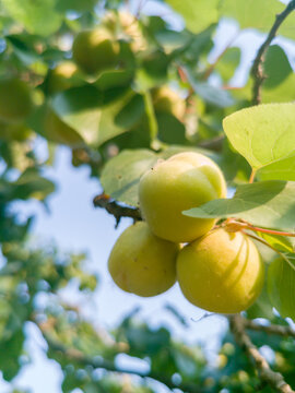 成熟的水果挂满枝头采摘水果杏