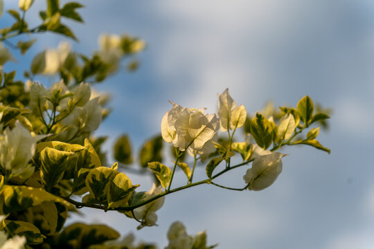 天空中开花植物的特写镜头