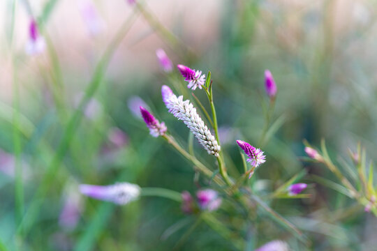 紫花植物青葙野外特写