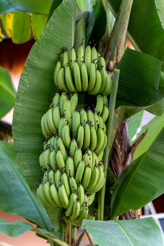 树上生长的香蕉特写镜头