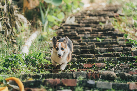 台阶上奔跑的柯基犬