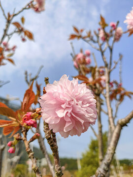 樱花