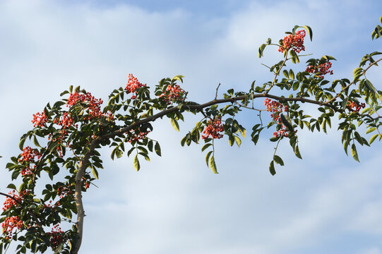 一枝花椒