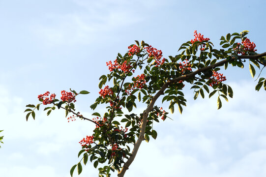 一枝花椒