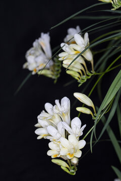 黑背景的香雪兰花