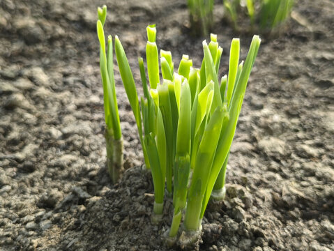 韭菜芽